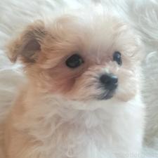 ♀︎マルプー:マルチーズ×トイプードル