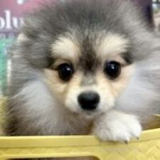 ♀︎ポメラニアン