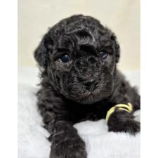 ♀︎トイプードル