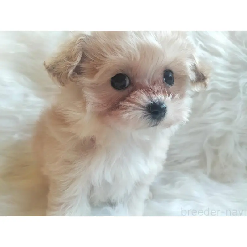 販売中の大分県のマルプー:マルチーズ×トイプードル-451519の6枚目