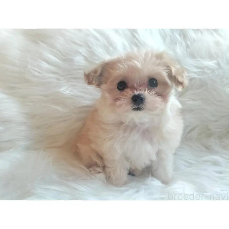 販売中の大分県のマルプー:マルチーズ×トイプードル-451519の5枚目