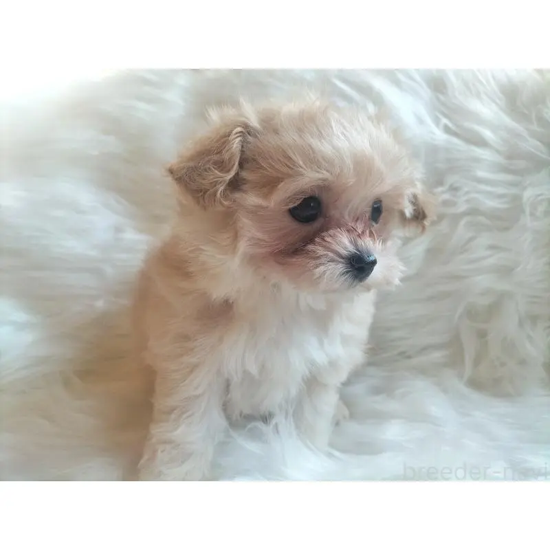 販売中の大分県のマルプー:マルチーズ×トイプードル-451519の4枚目