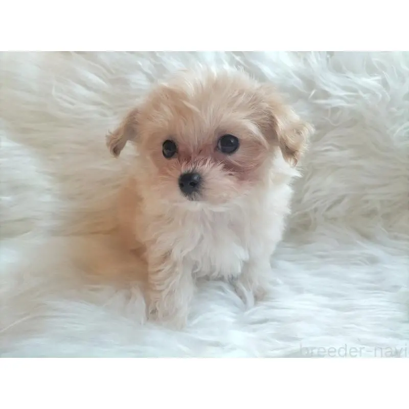 販売中の大分県のマルプー:マルチーズ×トイプードル-451519の3枚目
