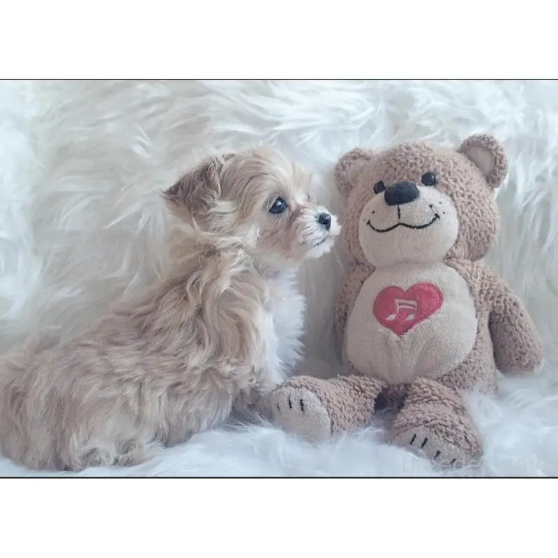 販売中の大分県のマルプー:マルチーズ×トイプードル-451519の2枚目