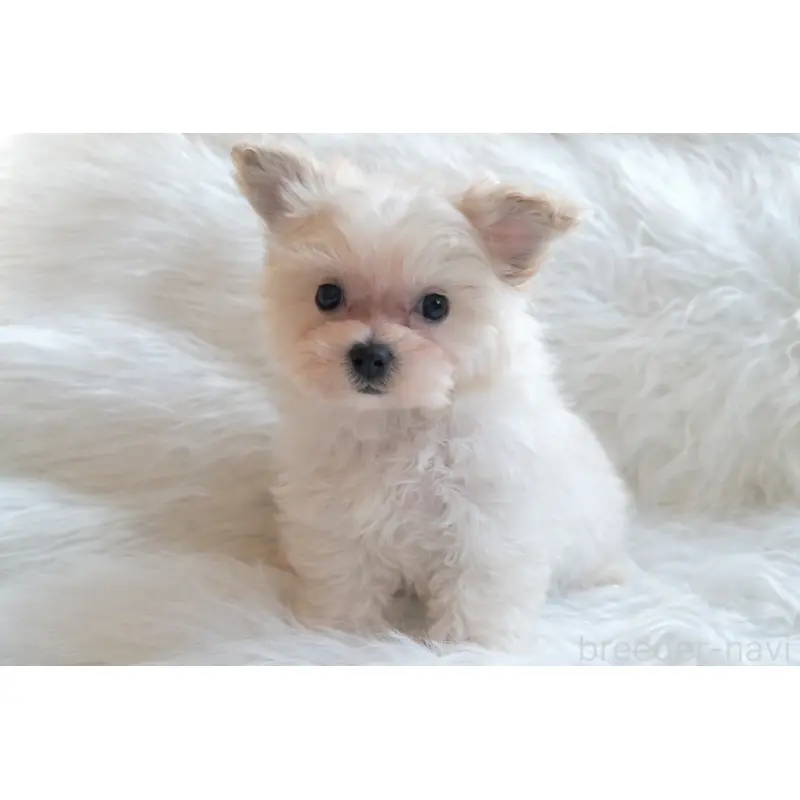 販売中の大分県のマルプー:マルチーズ×トイプードル-451523の4枚目