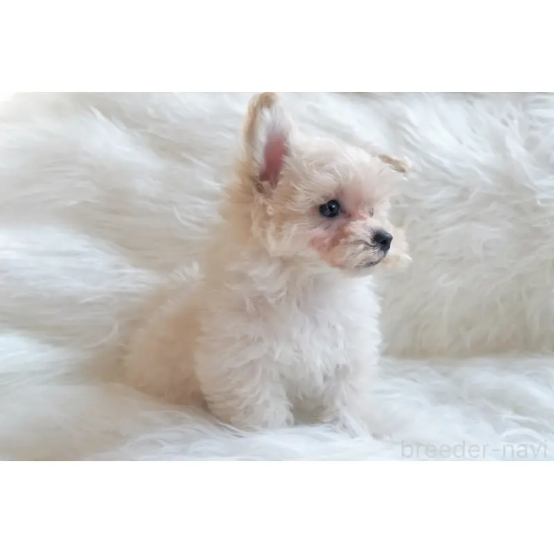 販売中の大分県のマルプー:マルチーズ×トイプードル-451523の3枚目
