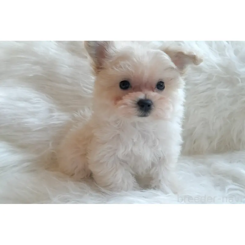 販売中の大分県のマルプー:マルチーズ×トイプードル-451523の2枚目