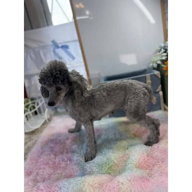 アグリちゃんちゃん2枚目