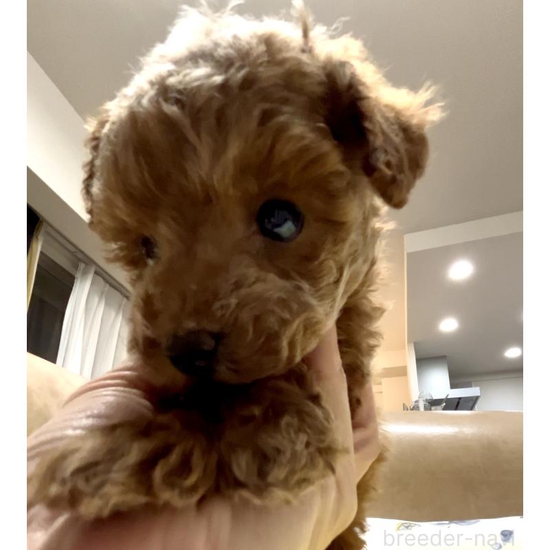 販売中の奈良県のタイニープードル-446944の5枚目