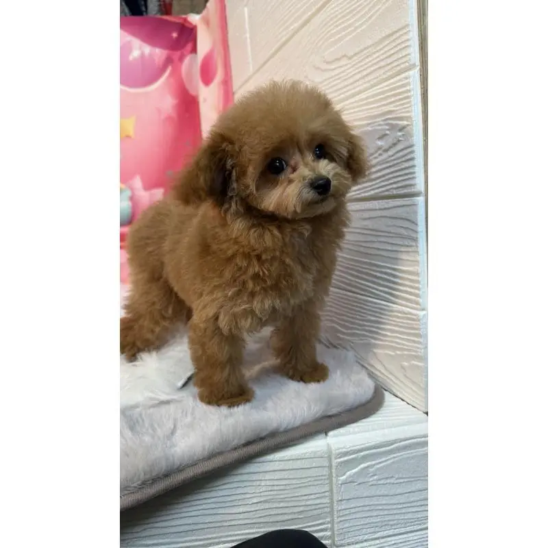 販売中の愛知県のティーカッププードル-451524の5枚目