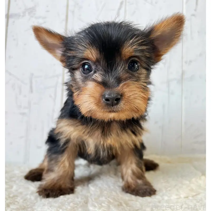 販売中の千葉県のヨークシャーテリア-451526