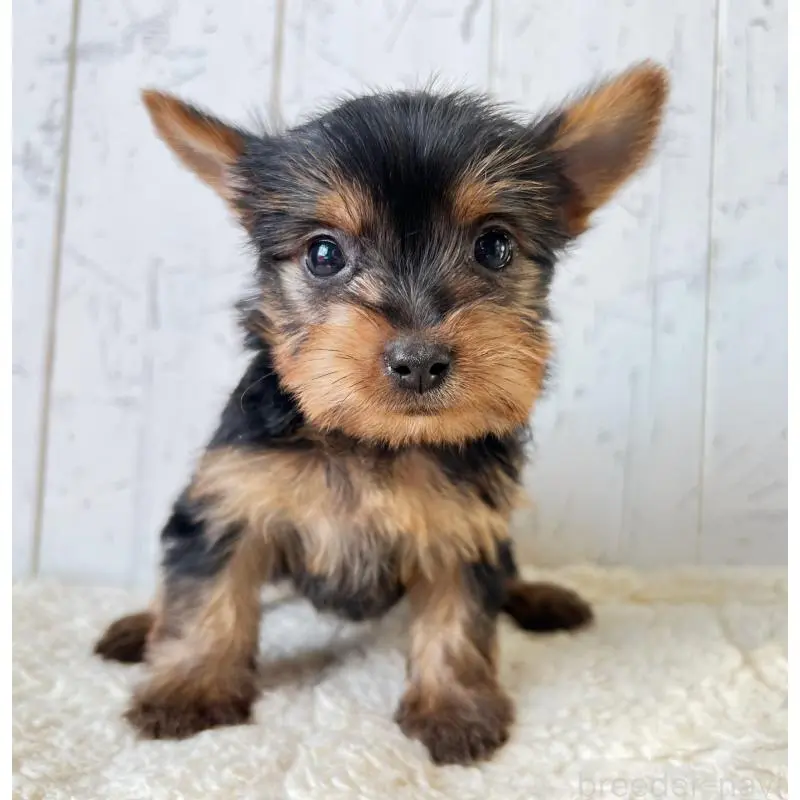 販売中の千葉県のヨークシャーテリア-451526の5枚目