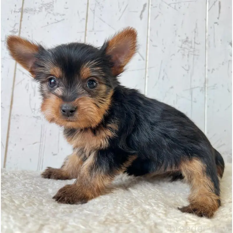 販売中の千葉県のヨークシャーテリア-451526の4枚目