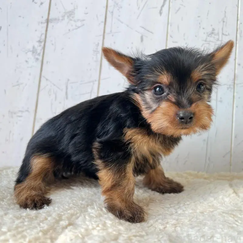 販売中の千葉県のヨークシャーテリア-451526の3枚目