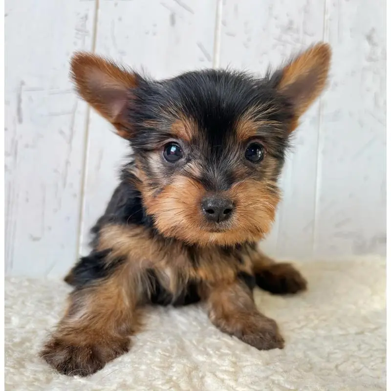 販売中の千葉県のヨークシャーテリア-451526の2枚目