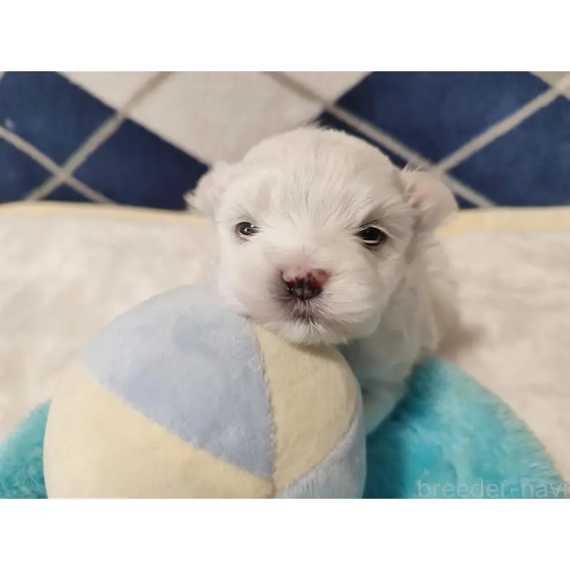 販売中の岡山県のマルチーズ-451527の6枚目