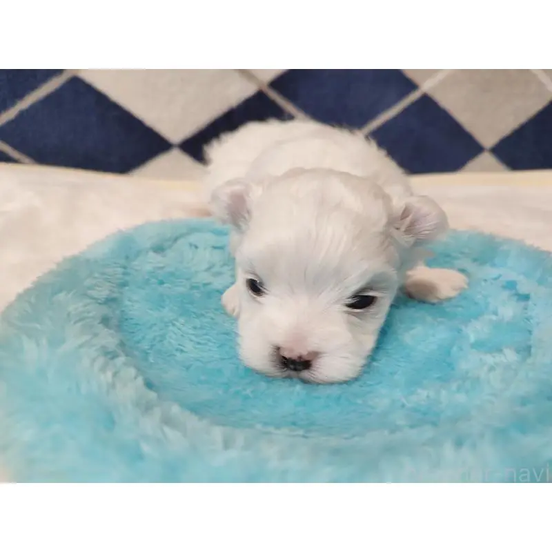 販売中の岡山県のマルチーズ-451527の5枚目