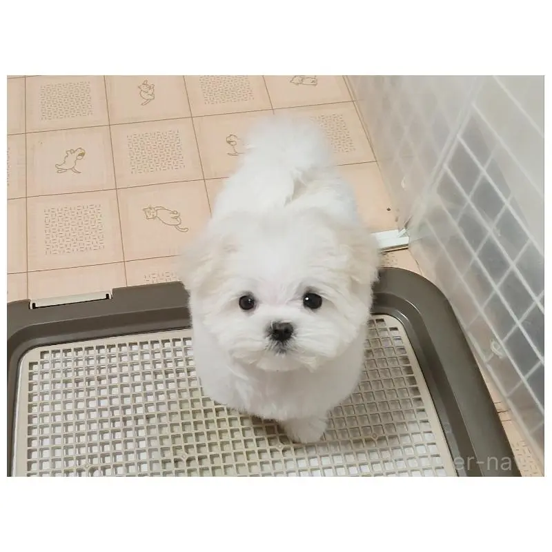 販売中の岡山県のマルチーズ-451527の3枚目