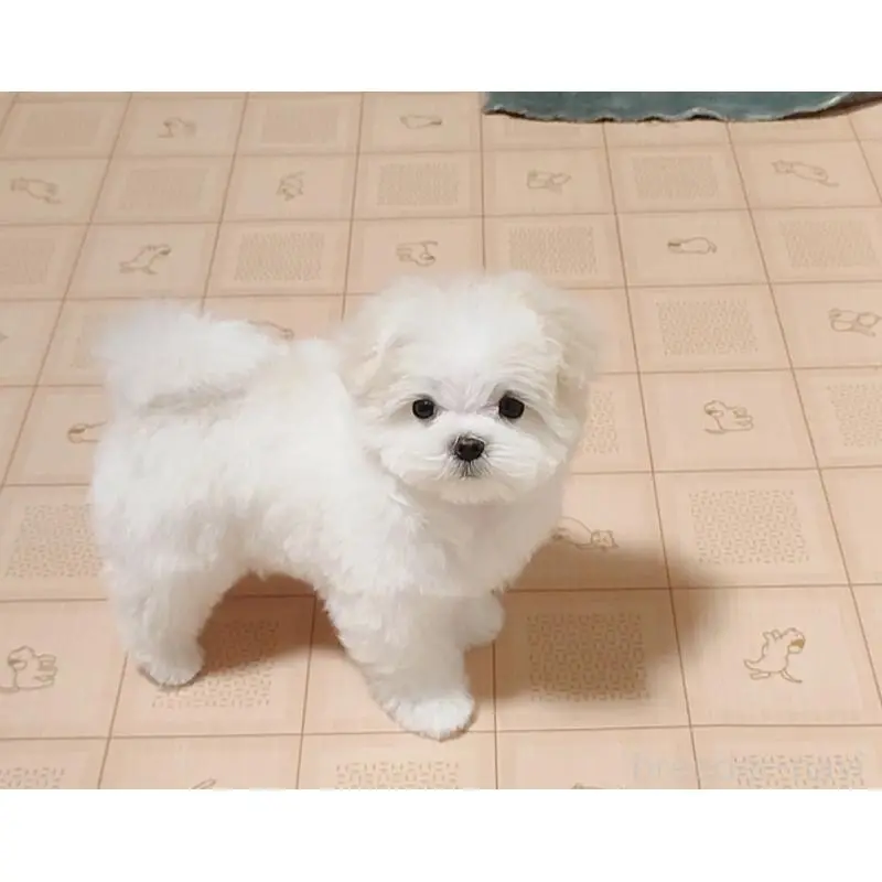 販売中の岡山県のマルチーズ-451527の2枚目