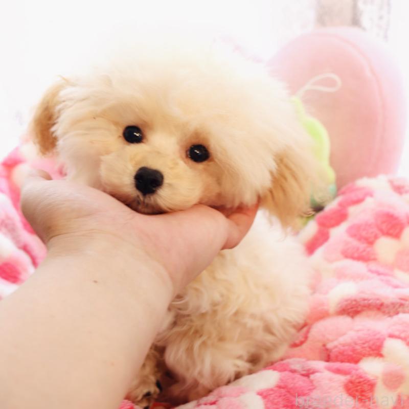 販売中の宮城県のタイニープードル-423047の6枚目