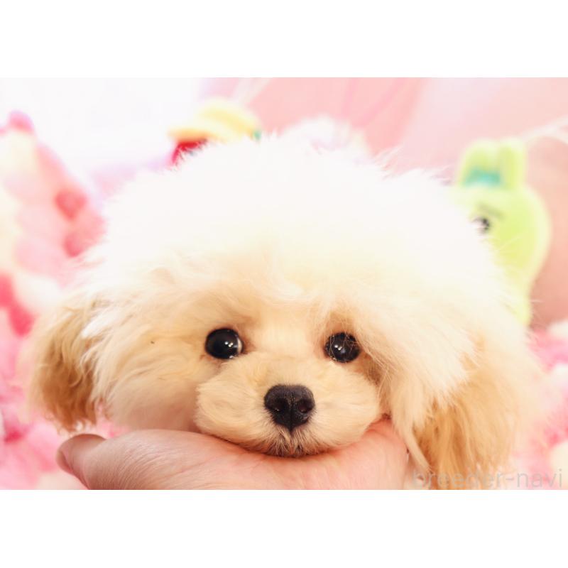 販売中の宮城県のタイニープードル-423047