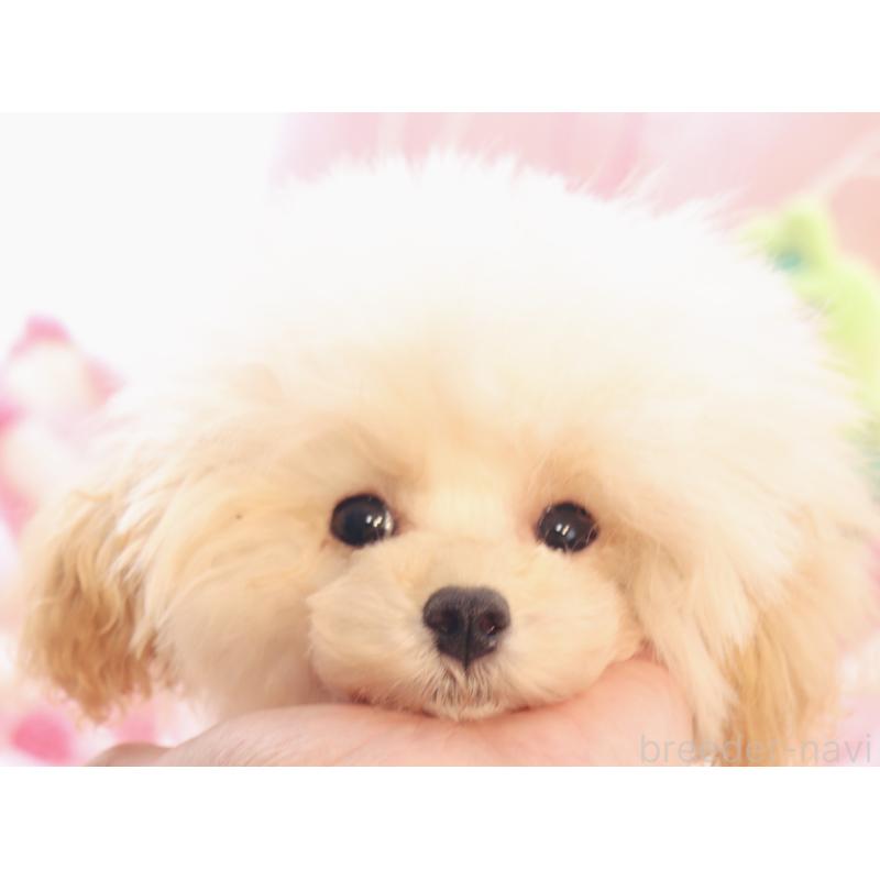 販売中の宮城県のタイニープードル-423047の4枚目