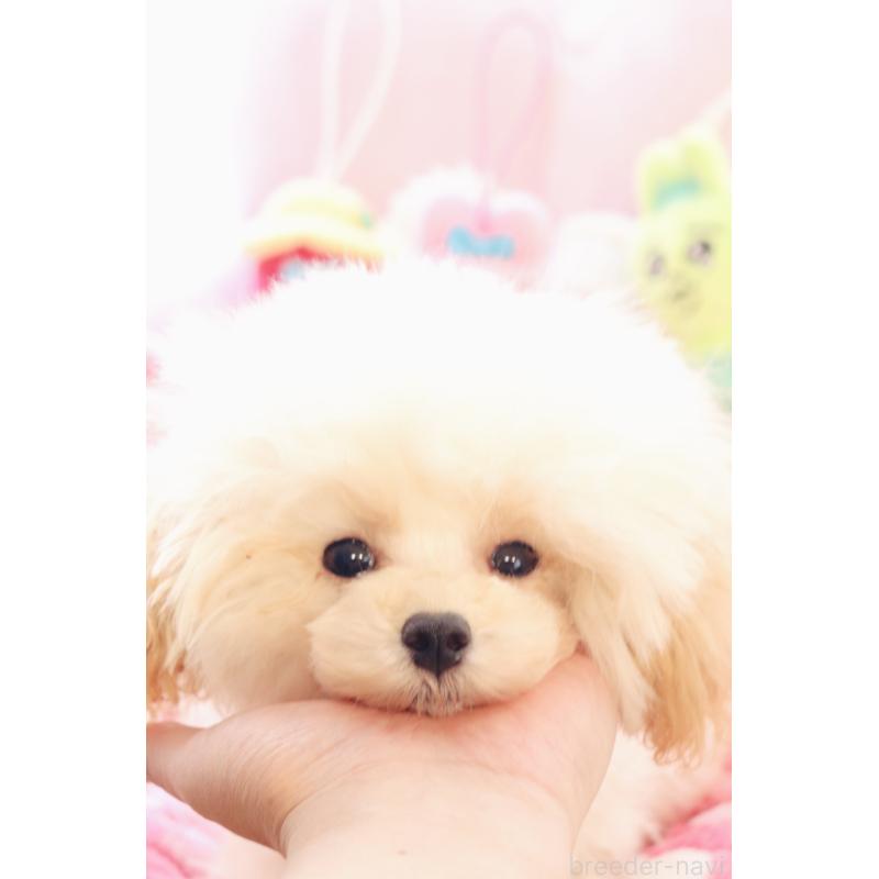 販売中の宮城県のタイニープードル-423047の3枚目