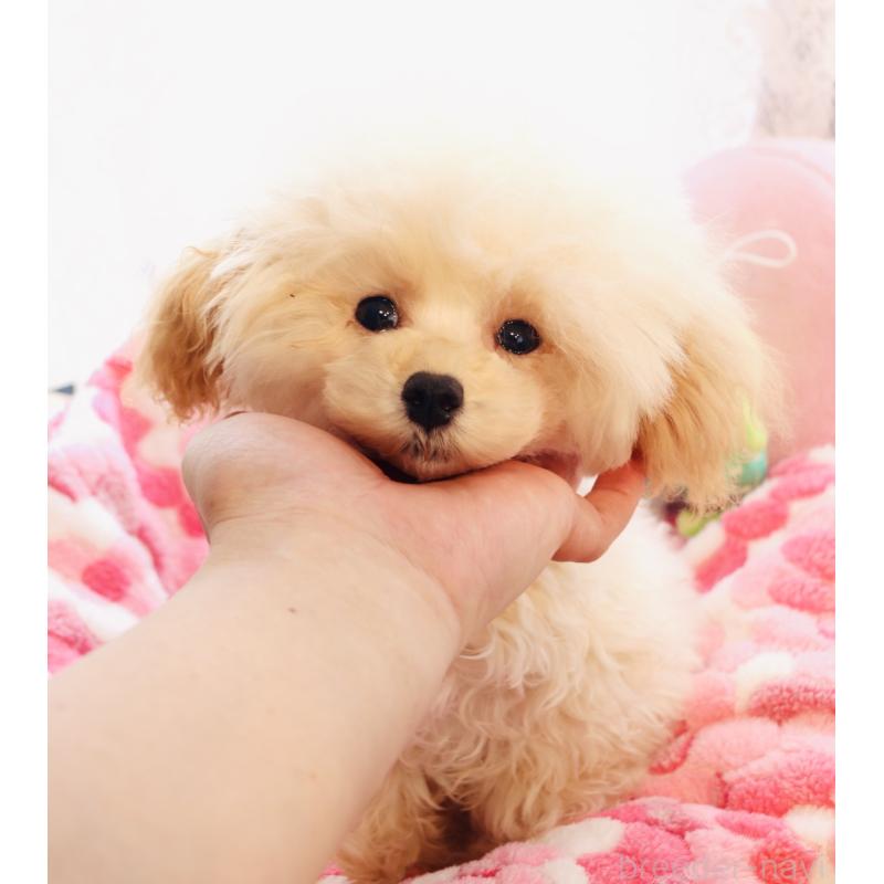 販売中の宮城県のタイニープードル-423047の2枚目