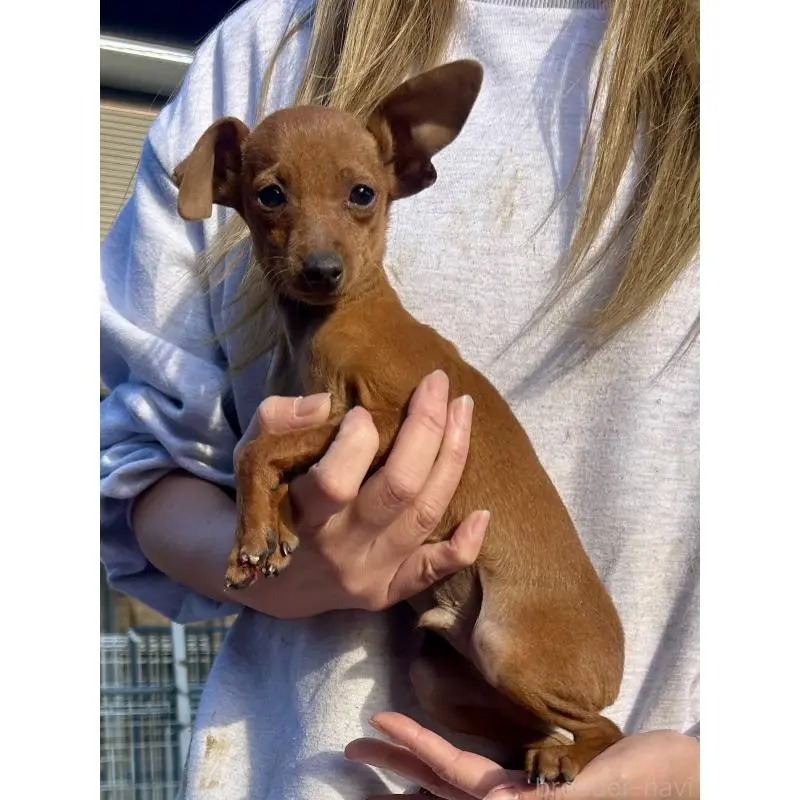 販売中の静岡県のミニチュアピンシャー(ミニピン)-451528の4枚目