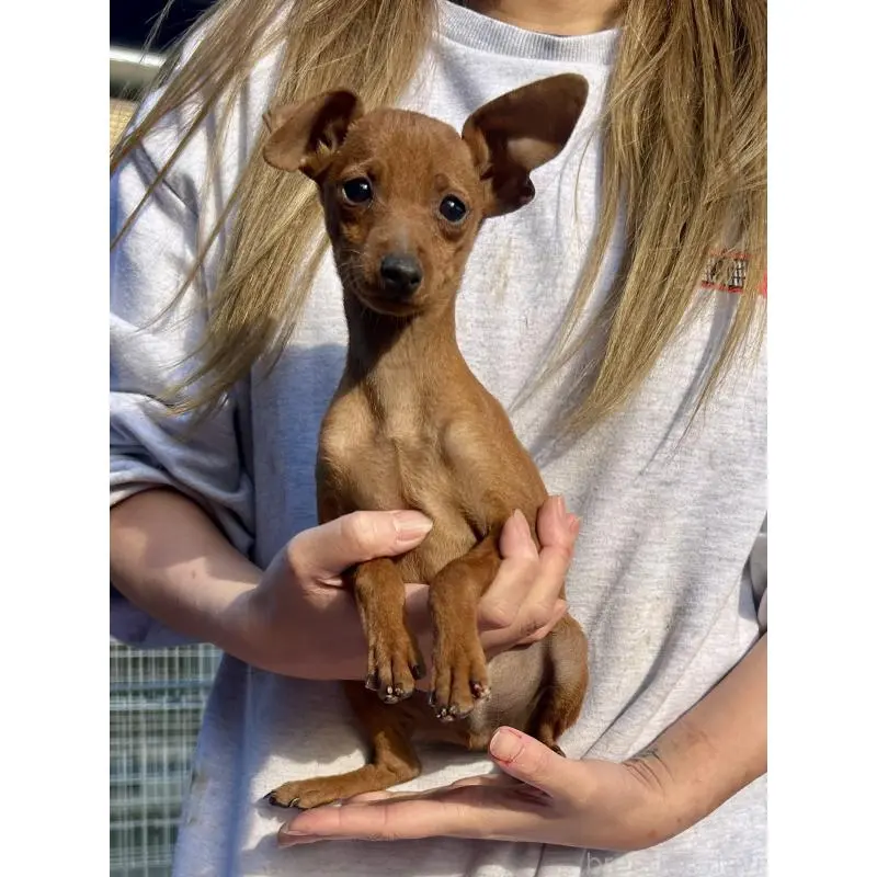 販売中の静岡県のミニチュアピンシャー(ミニピン)-451528の3枚目