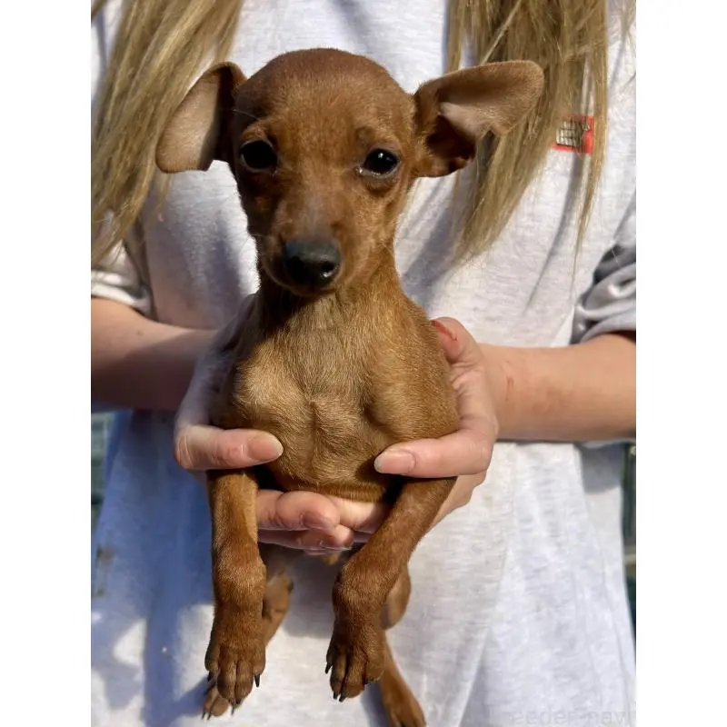 販売中の静岡県のミニチュアピンシャー(ミニピン)-451528の2枚目