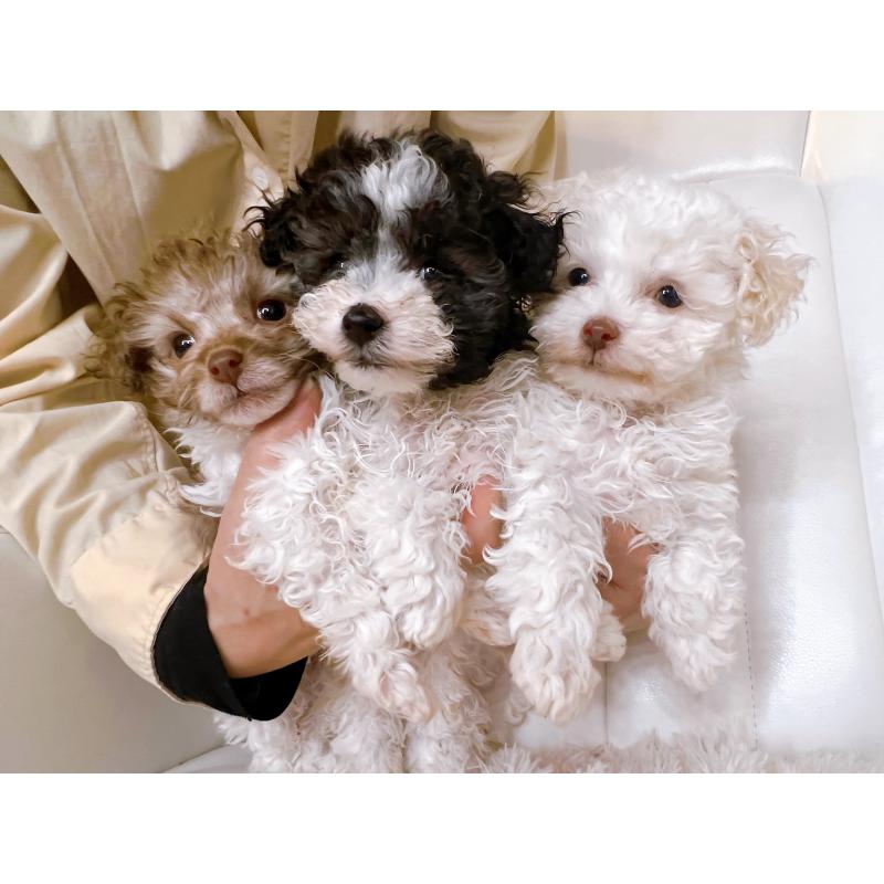 販売中の北海道のトイプードル-437764の2枚目