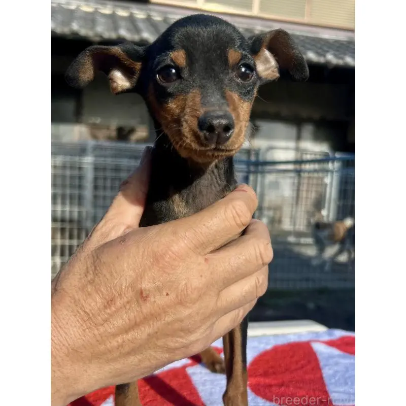 販売中の静岡県のミニチュアピンシャー(ミニピン)-451531の4枚目