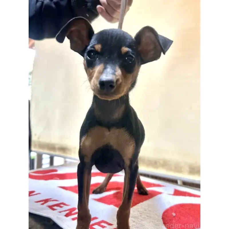 販売中の静岡県のミニチュアピンシャー(ミニピン)-451531の2枚目