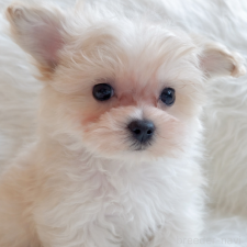 オンライン見学