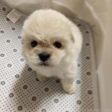 ♀︎ミックス犬