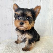 ♀︎ヨークシャーテリア