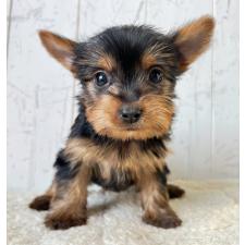 ♀︎ヨークシャーテリア