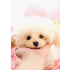 オンライン見学