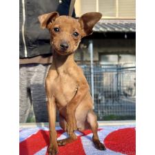 ♀︎ミニチュアピンシャー(ミニピン)