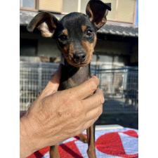 ♀︎ミニチュアピンシャー(ミニピン)