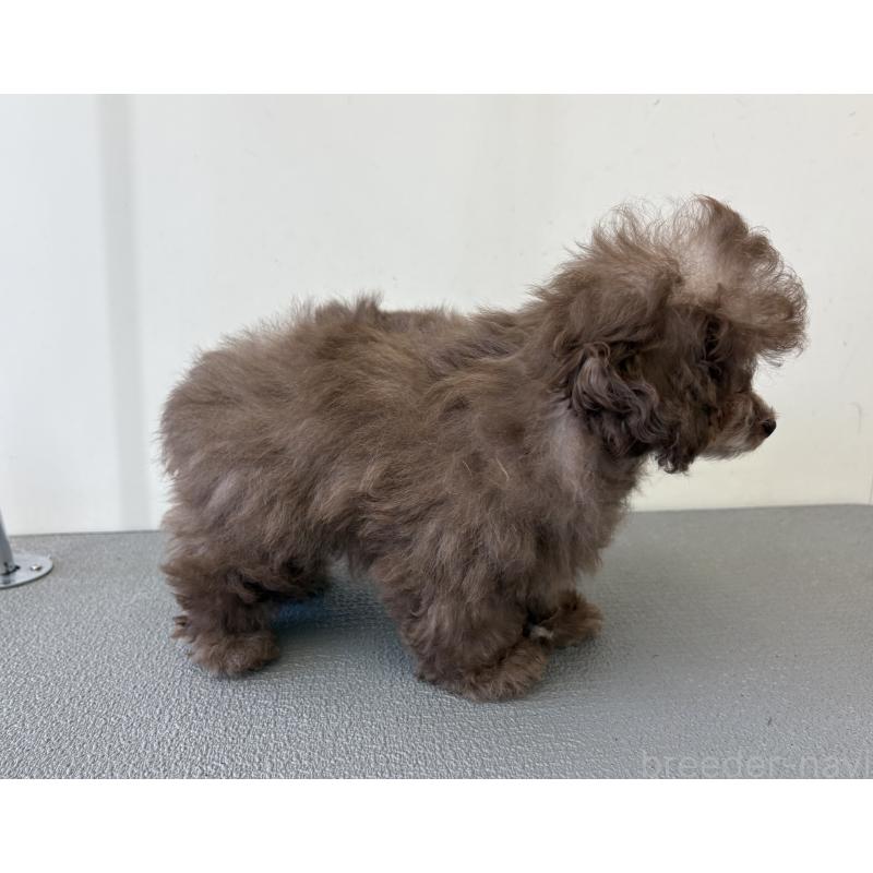 販売中の広島県のタイニープードル-442767の3枚目