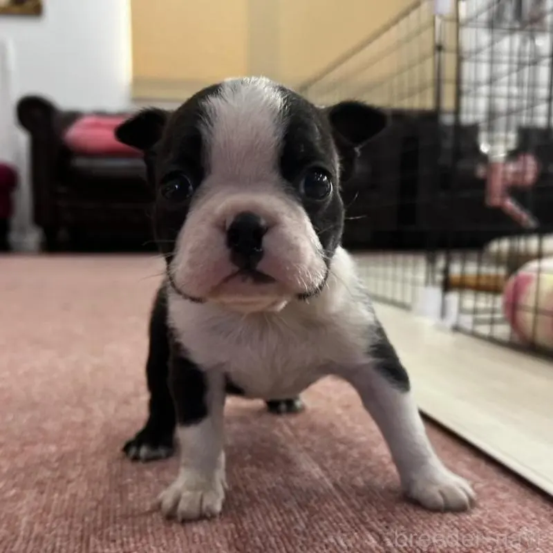 販売中の香川県のボストンテリア-451532