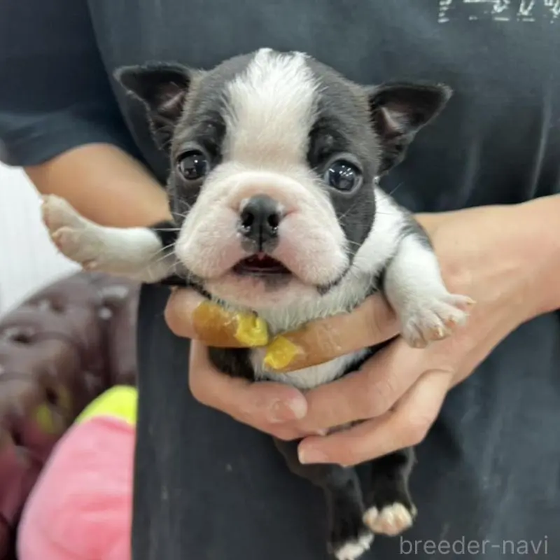 販売中の香川県のボストンテリア-451532の19枚目