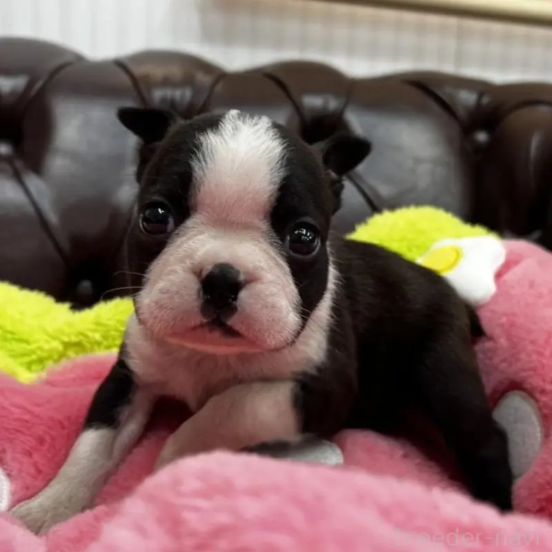 販売中の香川県のボストンテリア-451532の18枚目