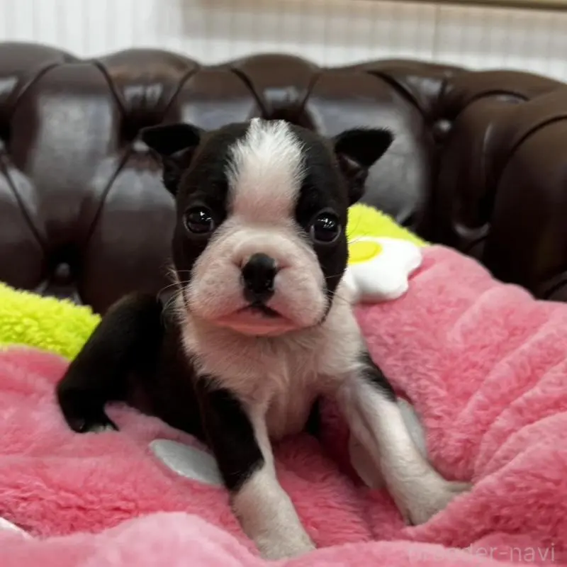 販売中の香川県のボストンテリア-451532の17枚目