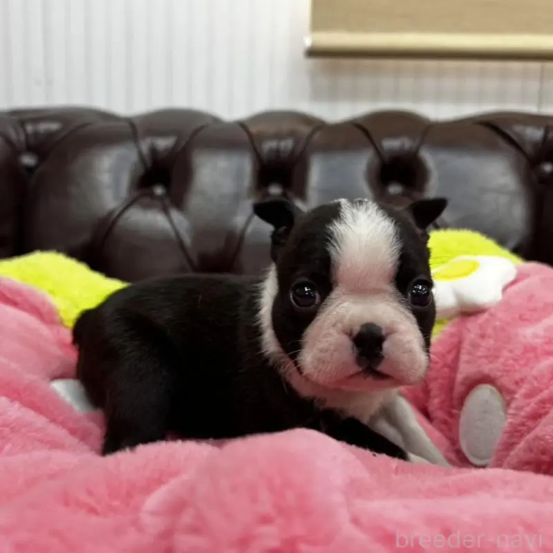 販売中の香川県のボストンテリア-451532の16枚目