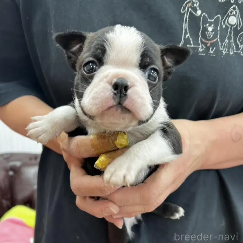 販売中の香川県のボストンテリア-451532の15枚目