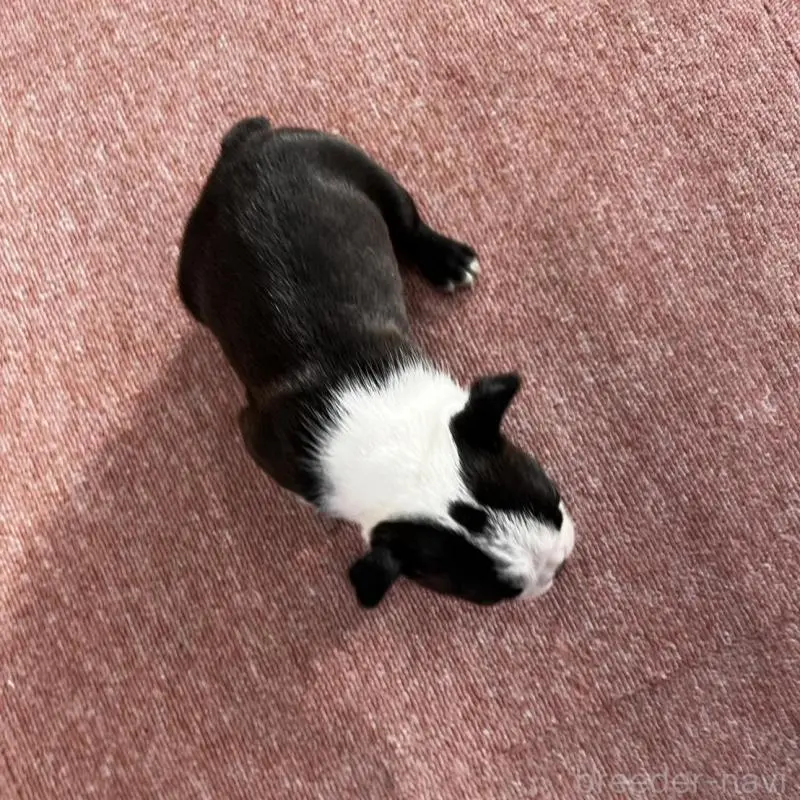 販売中の香川県のボストンテリア-451532の13枚目