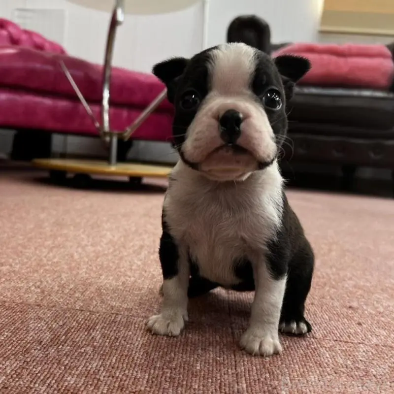 販売中の香川県のボストンテリア-451532の12枚目